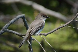 Flycatcher, Eastern Phoebe, 2012-05121844 Broadmoor Wildlife Sanctuary, MA